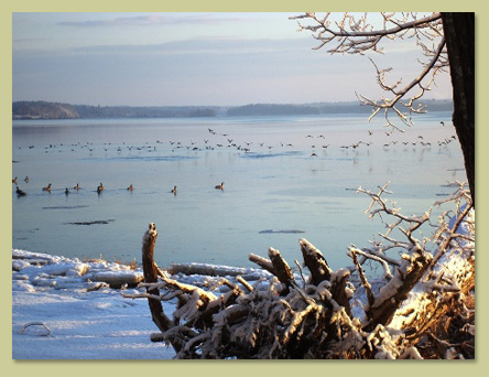 Russ Simon, Great Bay Shoreline View